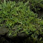 Eragrostis hypnoides Habit
