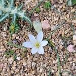 Ornithogalum baeticumFlor