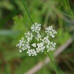 Chaerophyllum temulum Flower