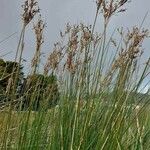 Juncus maritimus Leaf