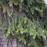 Picea orientalis Leht