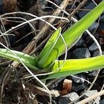 Iris pumila Liść