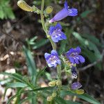 Penstemon laetus Hábito