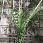 Macrozamia moorei Hoja