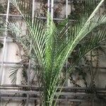 Macrozamia moorei Yaprak