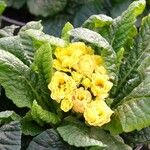 Primula × polyantha Habitus