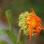 Calendula arvensis Λουλούδι