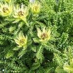 Cirsium spinosissimum Leaf