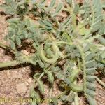 Astragalus mareoticus Plante entière