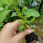 Chenopodium glaucum Bark