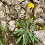 Leontodon incanus Flower