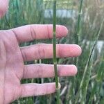 Equisetum hyemaleLeaf