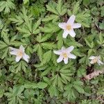 Anemonoides nemorosa Floare