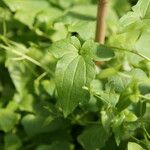 Maurandya barclayana Hoja