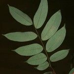 Crudia bracteata Листок