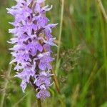 Dactylorhiza fuchsiiΛουλούδι