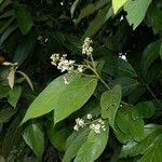 Nectandra villosa Іншае