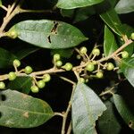 Naucleopsis capirensis Fruto
