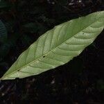 Minquartia guianensis Blatt