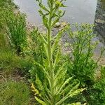 Tephroseris palustris फूल