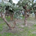 Opuntia leucotricha Blad