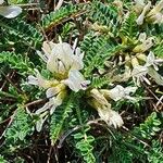Astragalus tragacantha Цвят