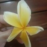 Plumeria albaVirág