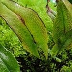 Doryopteris sagittifolia Yaprak