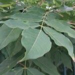 Wisteria frutescens Leaf