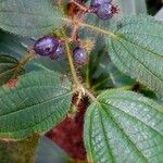 Miconia crenata ഫലം