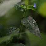 Commelina diffusa Kwiat