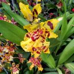 Oncidium crocidipterum Alkat (teljes növény)