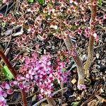 Darmera peltata Habitus