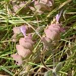 Origanum dictamnus Flower