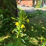 Oenothera biennis花