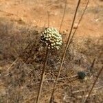 Allium commutatum Fruit