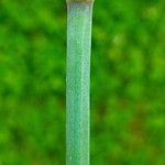 Allium schoenoprasum Fleur