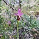 Ophrys scolopaxŽiedas