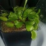 Dionaea muscipula পাতা