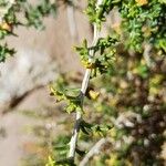 Senecio viridis बार्क (छाल)