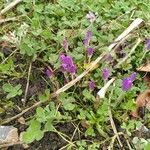 Crocus speciosus Habitus