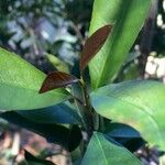 Ilex mitis Blad