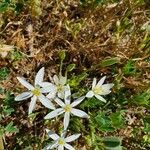 Ornithogalum gussonei Flower