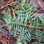 Abies holophylla List