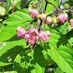 Clerodendrum umbellatumЦветок