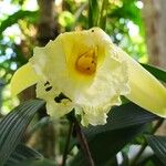 Sobralia macrophylla 花