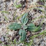 Tuberaria guttata Buveinė