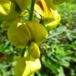Crotalaria retusa 花