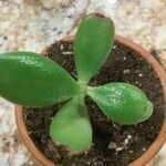 Crassula ovata অন্যান্য