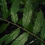 Casearia arborea Hoja